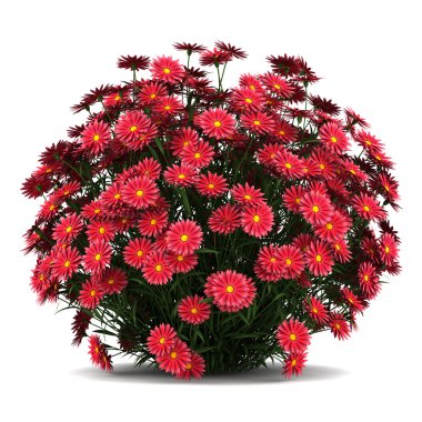 New york aster flowers isolated on white background clipart