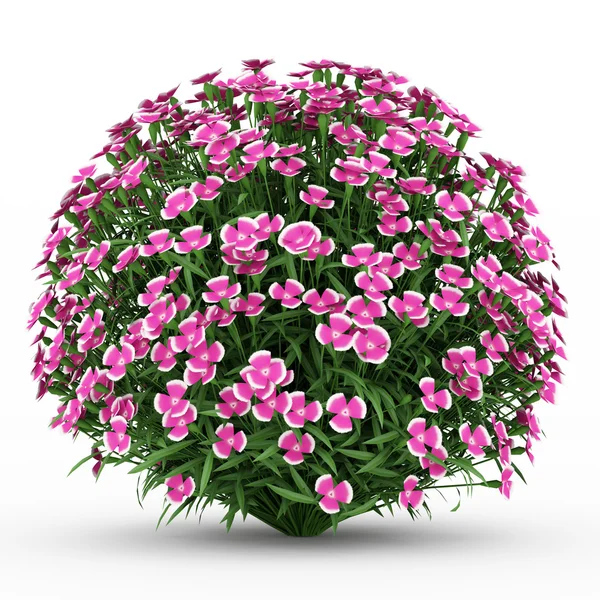 Alpine pink flowers isolated on white background — Stock Photo, Image