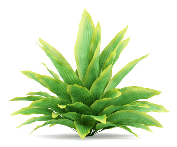 Funkia bush isolated on white background