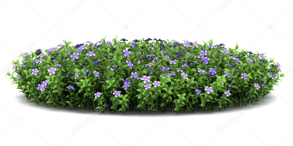 Dwarf periwinkle flowers isolated on white background