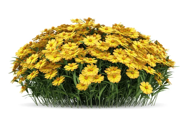 Flores amarelas de ervas daninhas espirro isoladas no fundo branco — Fotografia de Stock