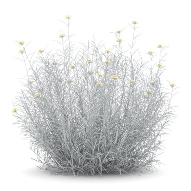 helichrysum bush beyaz zemin üzerine izole