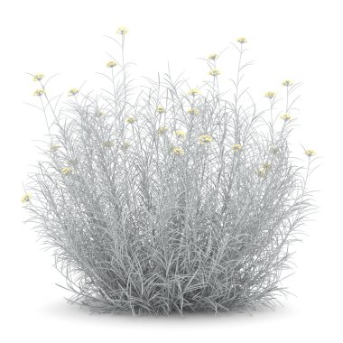 Helichrysum bush isolated on white background clipart