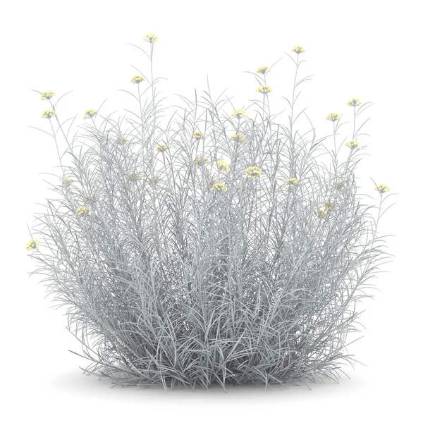 Helichrysum buisson isolé sur fond blanc — Photo