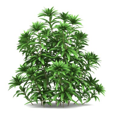 Japanese andromeda bush isolated on white background clipart