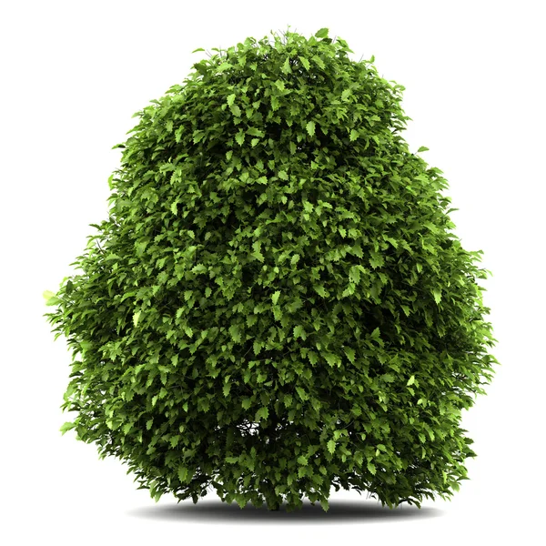 Common holly bush isolated on white background — Stock Photo, Image