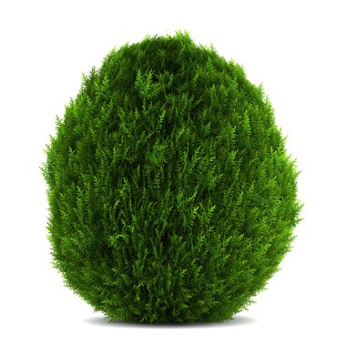 Eastern arborvitae bush isolated on white background clipart