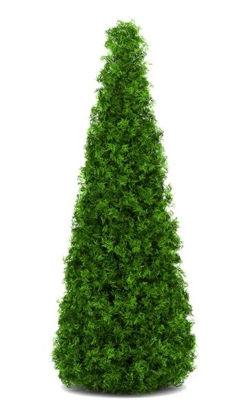 Eastern arborvitae bush isolated on white background — Stock Photo, Image