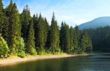 Mysterious Sinevir lake among fir trees. Carpathians. Ukraine clipart