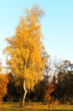 sonbahar günbatımı Park peyzaj