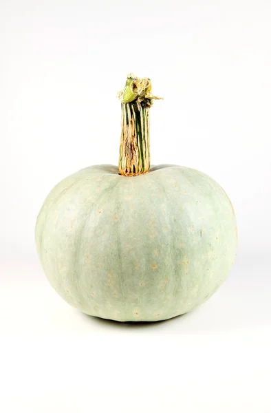 Green Pumpkin isolated on white background — Stock Photo, Image