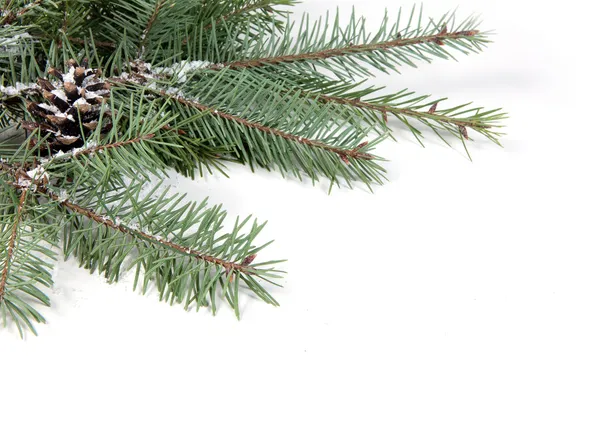 Çam kozalağı ile Noel ağacı dalı — Stok fotoğraf