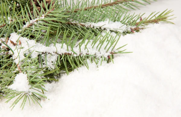 Ветвь рождественской елки со снегом — стоковое фото