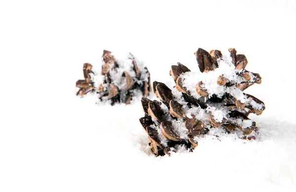 Конусы на снегу — стоковое фото