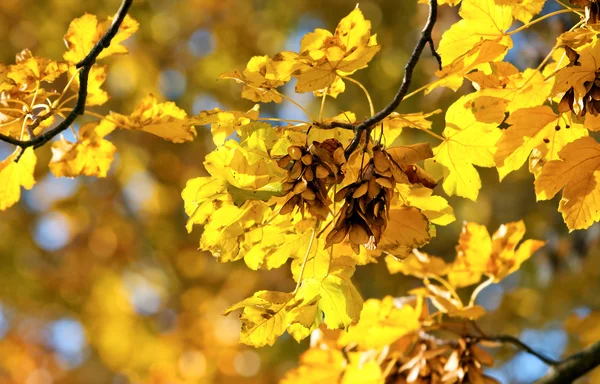 Feuilles d'automne sur un arbre dans le parc — Photo