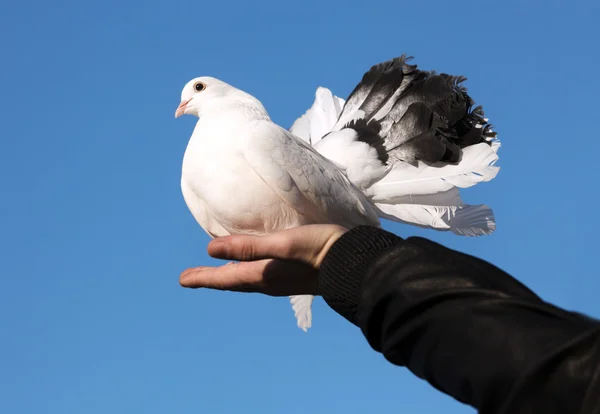 Bílý holub v ruce proti obloze — Stock fotografie