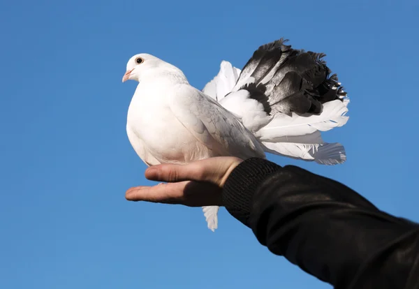 Stock image White pigeon in hand against sky