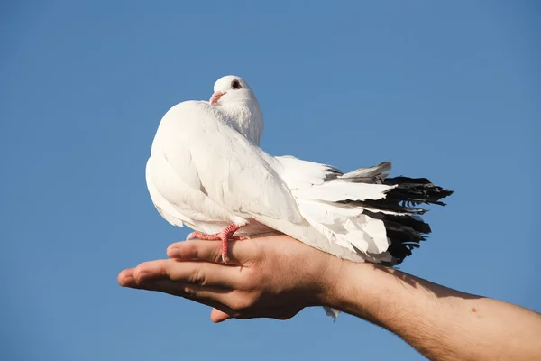 Güvercin, el gökyüzü karşı beyaz — Stok fotoğraf