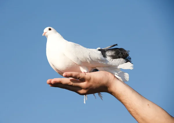 Güvercin, el gökyüzü karşı beyaz — Stok fotoğraf