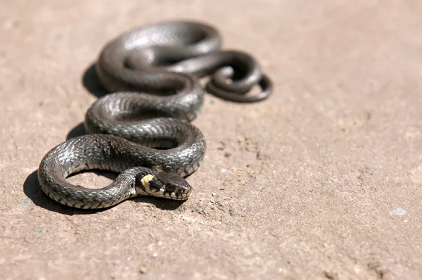 Solo serpiente en parque al aire libre — Foto de Stock