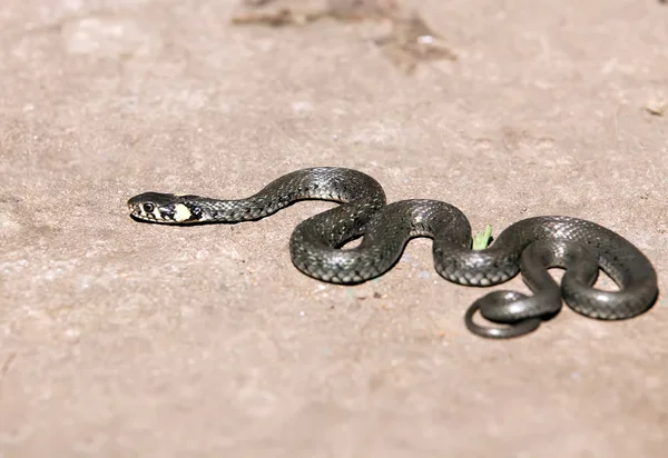 stock image Only snake in park outdoor