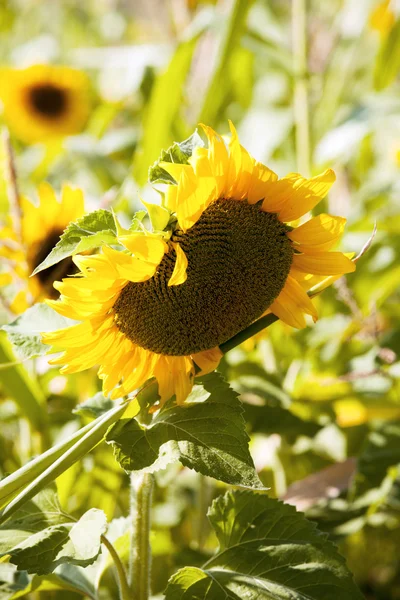 Gele zonnebloemen — Stockfoto