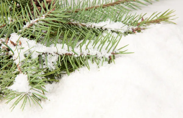 Branch of Christmas tree with snow Stock Photo