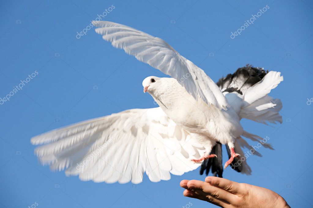 White pigeon in hand against sky — Stock Photo © anpet2000 8135719