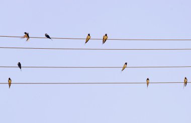 Bird series: flock of martin bird on wires clipart