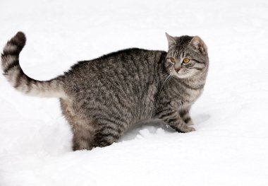 kedi beyaz kar üzerinde