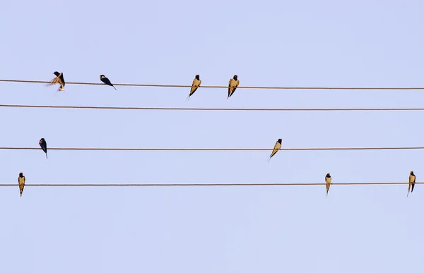 Bird series: flock of martin bird on wires — Stock Photo, Image