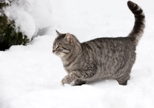 Katze auf weißem Schnee — Stockfoto