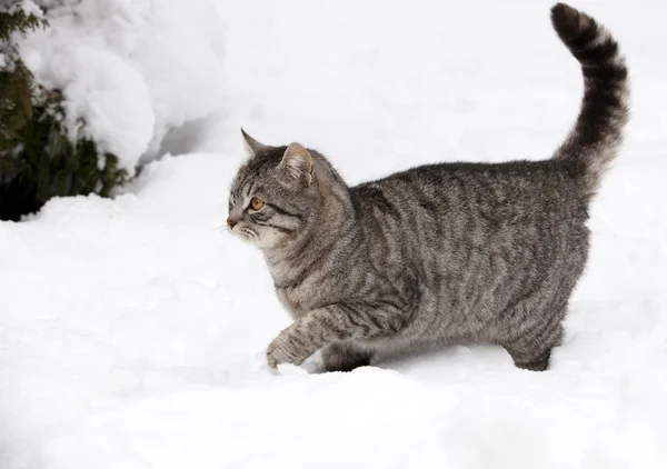 stock image Cat on white snow