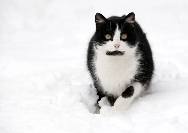 Katze auf weißem Schnee — Stockfoto