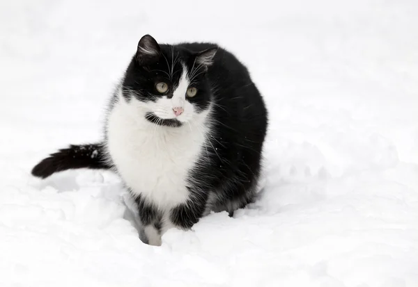 Katze auf weißem Schnee — Stockfoto