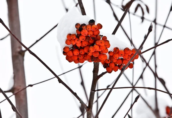 Ashberry σε ένα χιονισμένο treebranch — Φωτογραφία Αρχείου