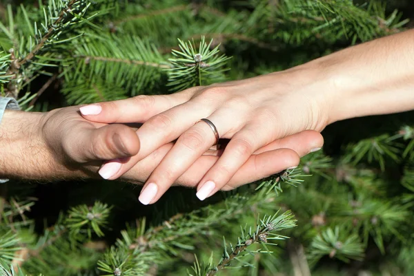 Close up of female and man's hands against fur-tree branches — Stock Photo, Image