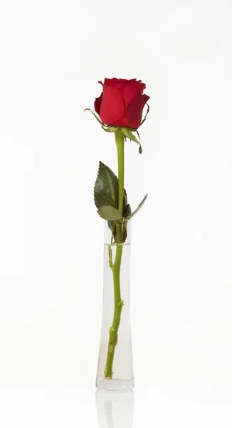 stock image Red rose in a vase