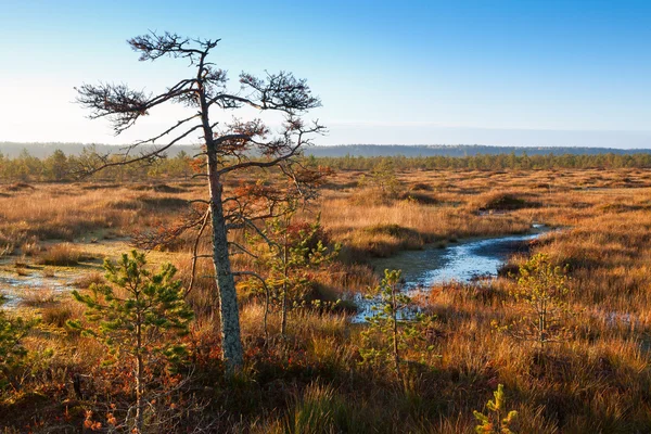 stock image Sunrise swamp