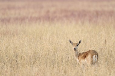 Blackbuck