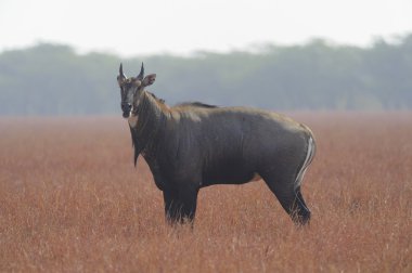 Nilgai