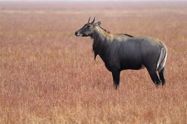 Nilgai