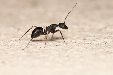 Ant in wall clipart