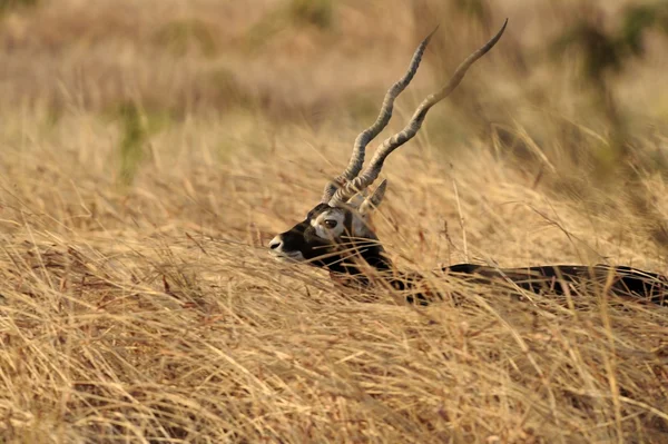 Blackbuck — Stok fotoğraf