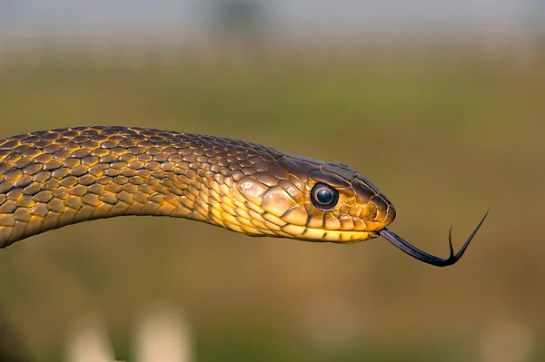 Rat Snake — Stock Photo, Image