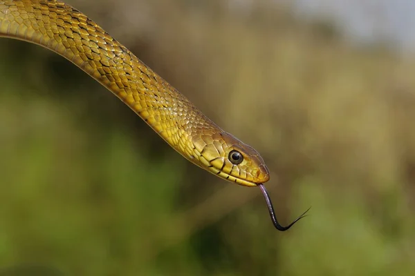 Φίδι αρουραίων — Φωτογραφία Αρχείου