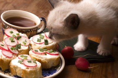 Sevimli kedi yavrusu ve kahvaltı