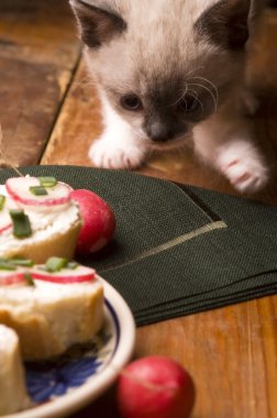 Sevimli kedi yavrusu ve kahvaltı