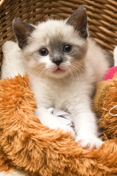 Ładny mały kotek w wiklinowym koszu — Zdjęcie stockowe