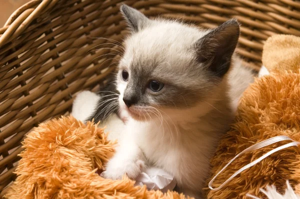 Adorable small kitten in wicker basket — Stock Photo, Image